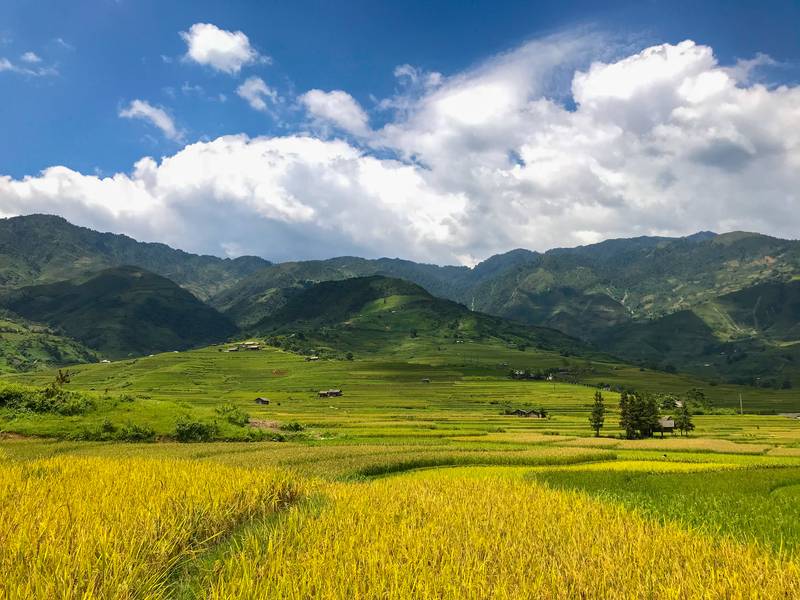 mùa lúa chín mù cang chải