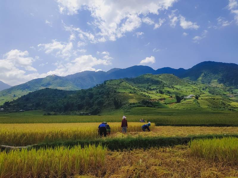 mùa lúa chín mù cang chải