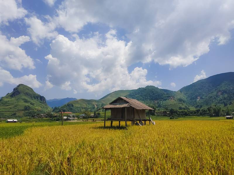 mùa lúa chín mù cang chải