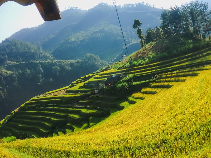 mùa lúa chín mù cang chải
