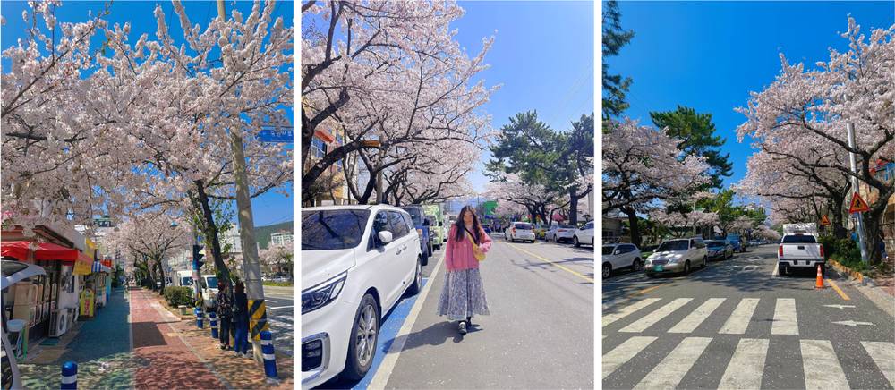 ngắm anh đào Jinhae Hàn Quốc