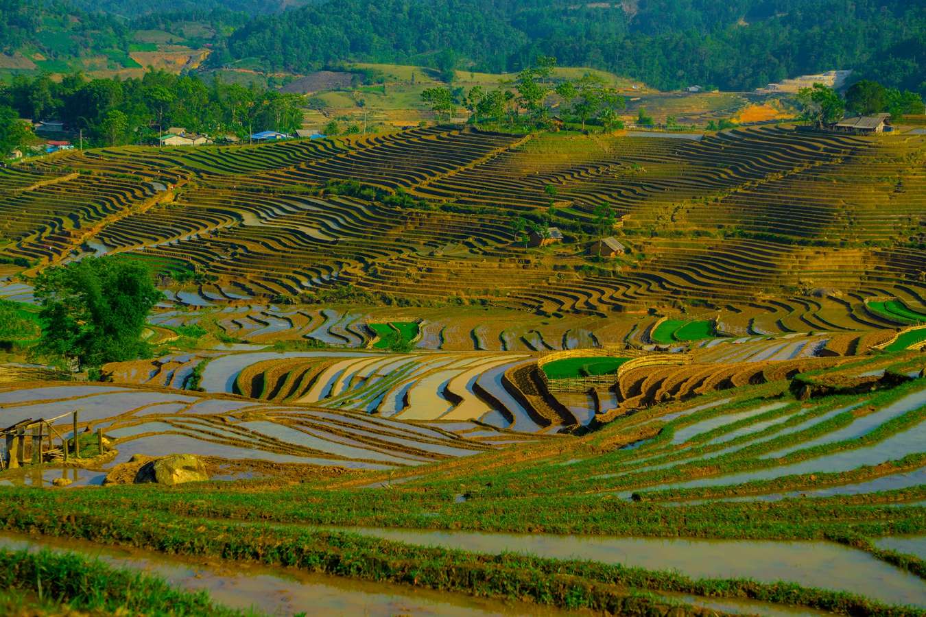 ruộng bậc thang mùa nước đổ Lào Cai