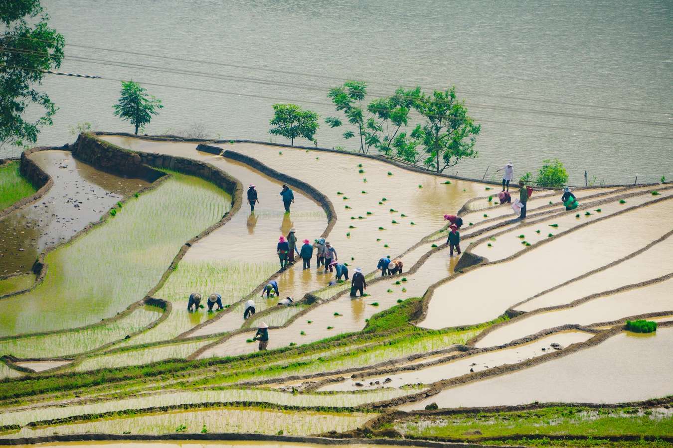 ruộng bậc thang mùa nước đổ Lào Cai
