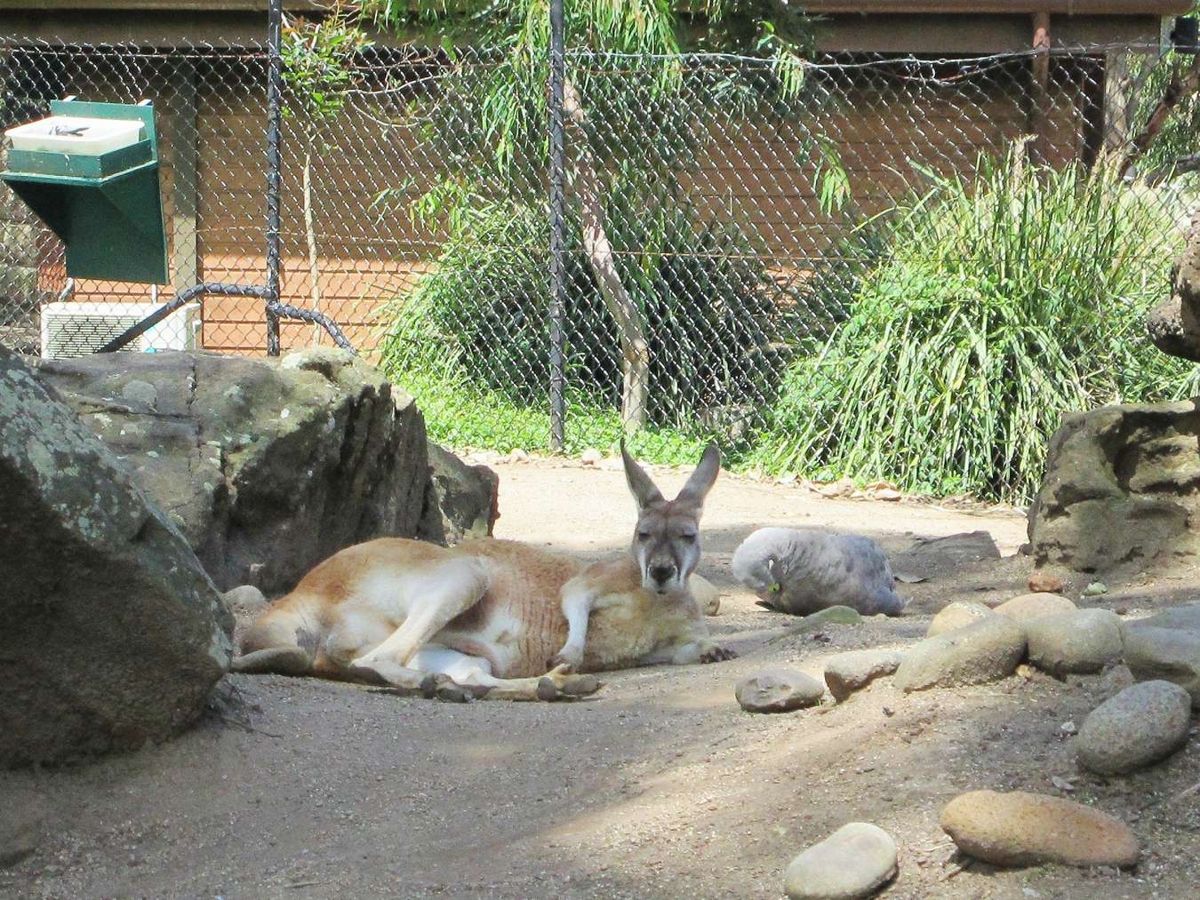 vườn thú Taronga Sydney