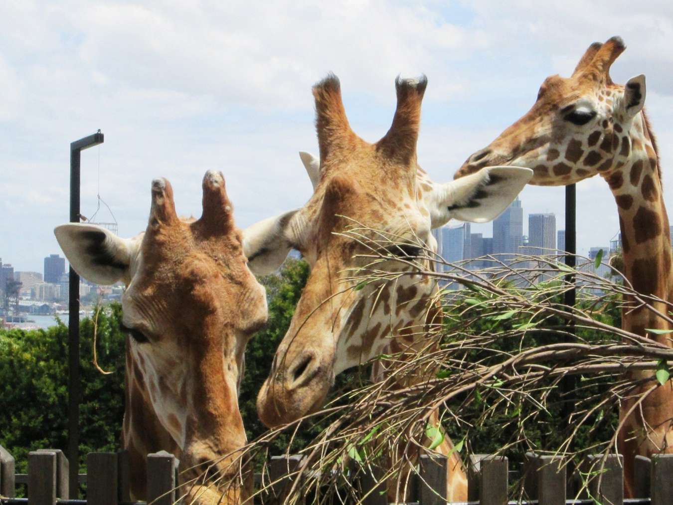 vườn thú Taronga Sydney