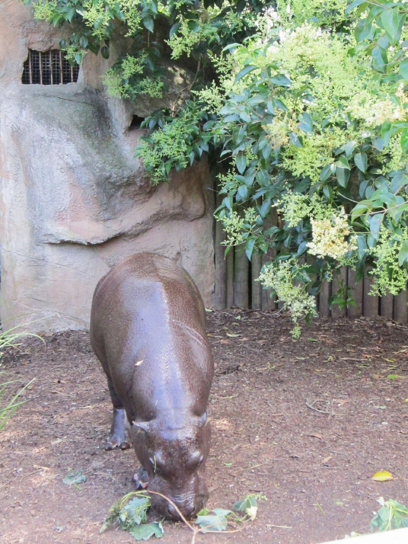 vườn thú Taronga Sydney