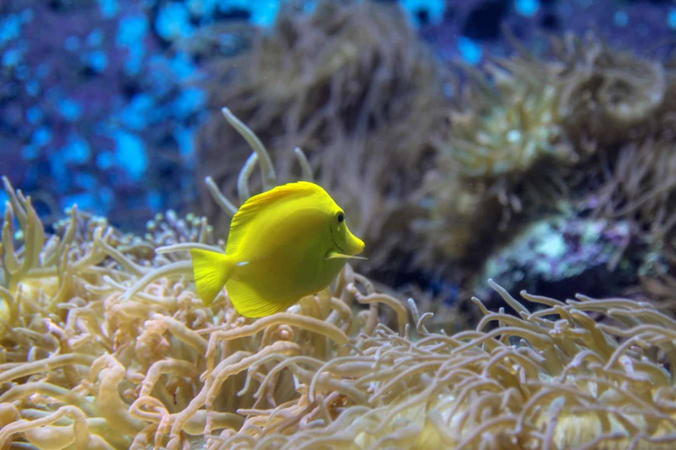 Cá tại S.E.A Aquarium Singapore