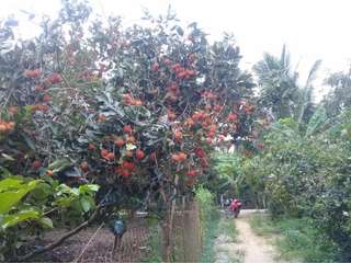 Vườn trái cây Bảo Thạch: Thiên đường miệt vườn rực rỡ, Nguyễn Thụy Mộc Nhiên