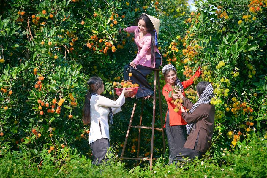 Vườn trái cây Vàm Xáng