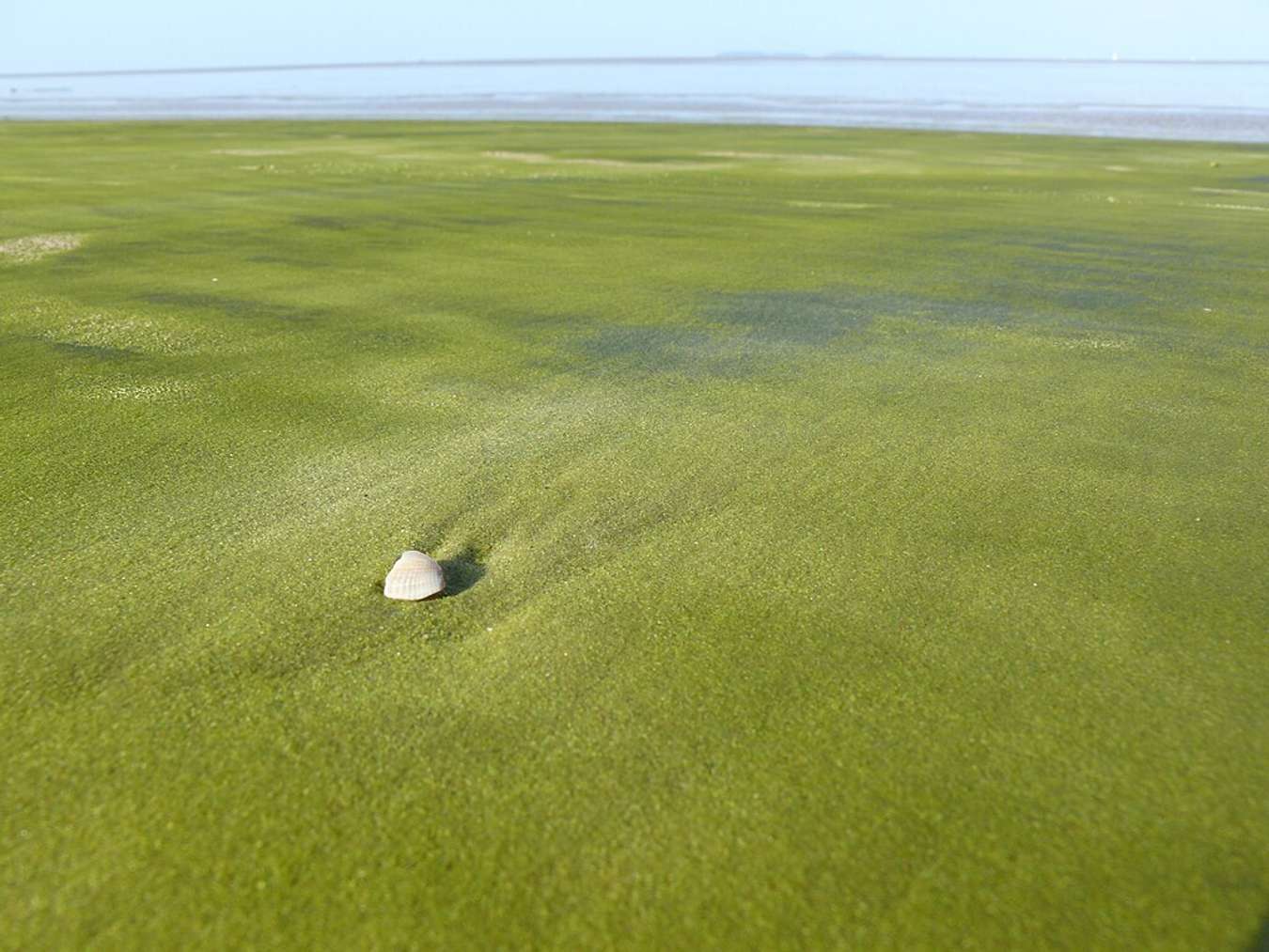 Pantai Pasir Hijau, Kourou, Guiana - Pantai Unik Dunia