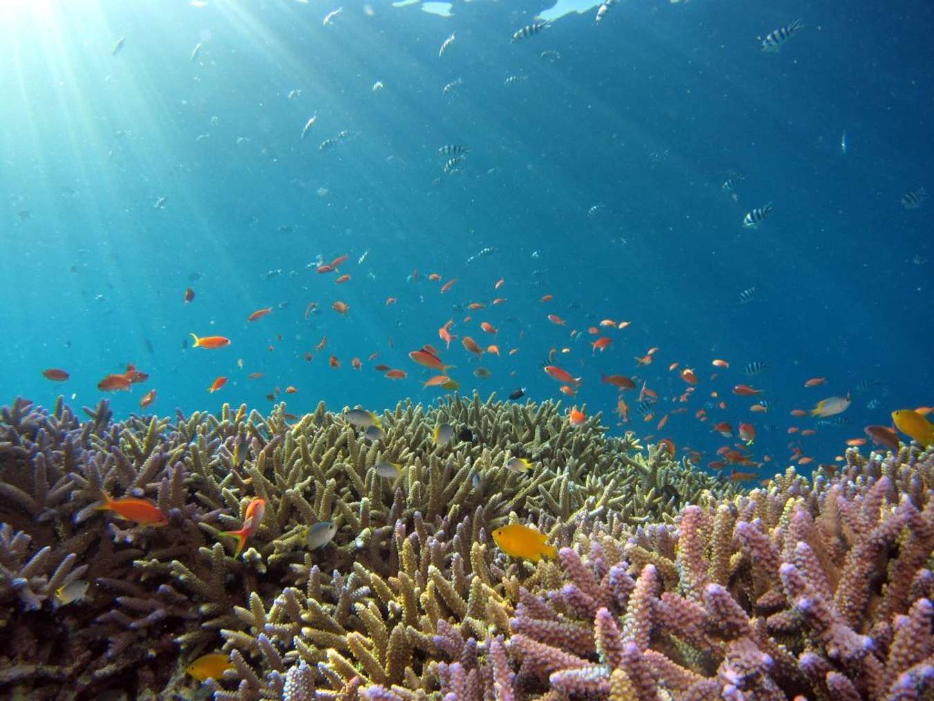 Cuộc sống dưới đại dương tại Great Barrier 