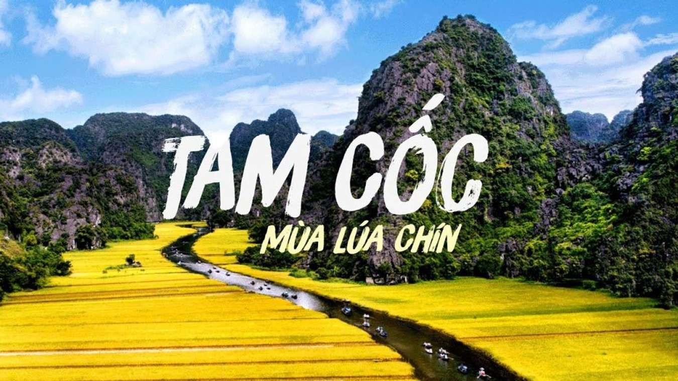 Cánh đồng lúa Tam Cốc Bích Động