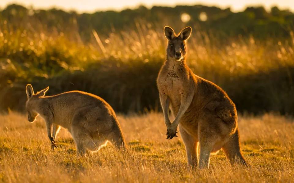 Hướng dẫn cách di chuyển đến đảo Kangaroo 