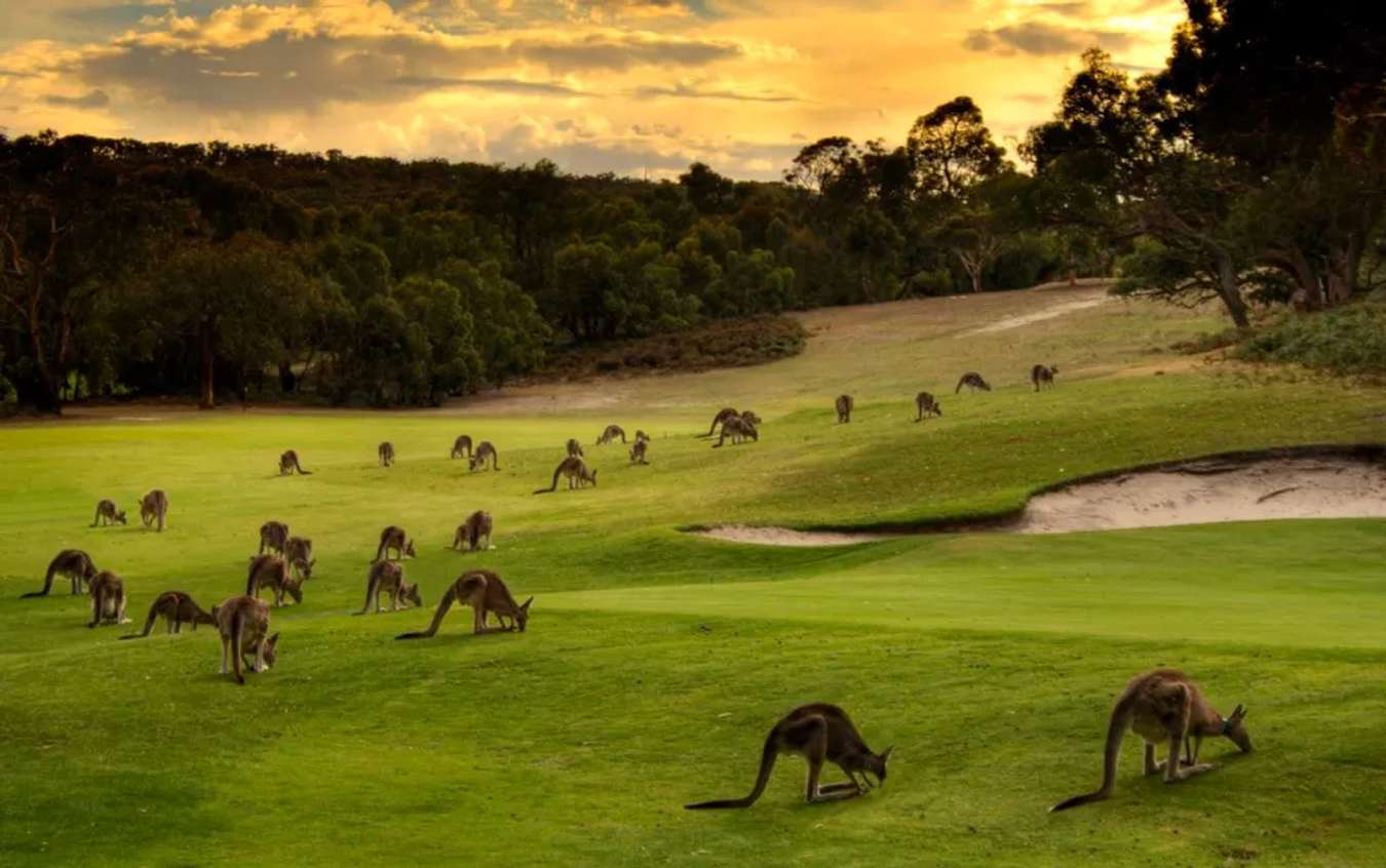 Kinh nghiệm du lịch đảo Kangaroo - Hòn đảo lớn thứ 3 Australia