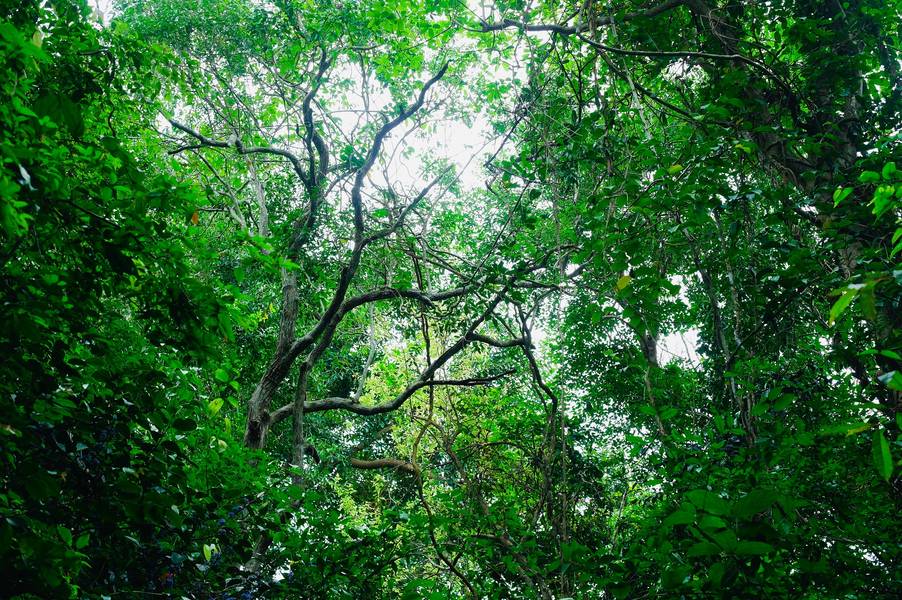 núi rừng vũng tàu