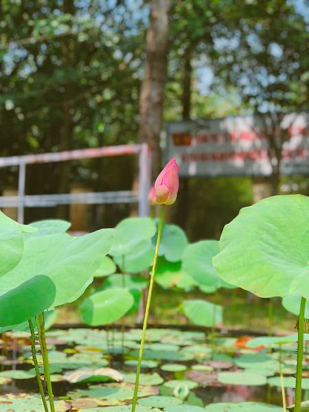 Văn Miếu Trấn Biên Đồng Nai