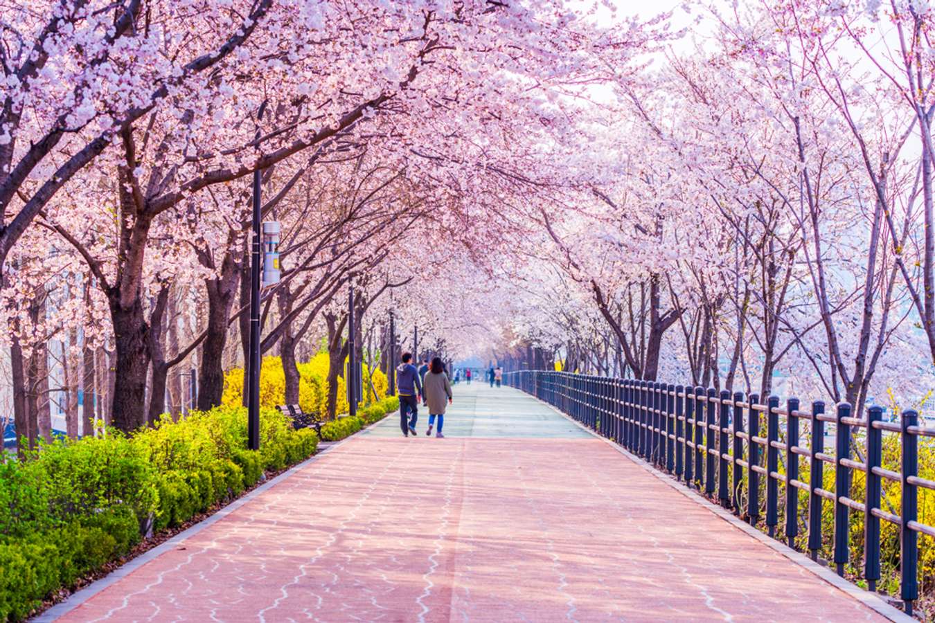 5 Tempat Wisata Musim Semi di Korea Selatan