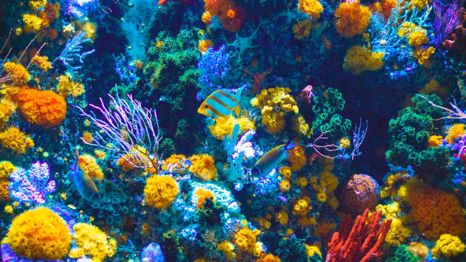 Khám phá rặng san hô Great Barrier - Rặng san hô lớn nhất thế giới