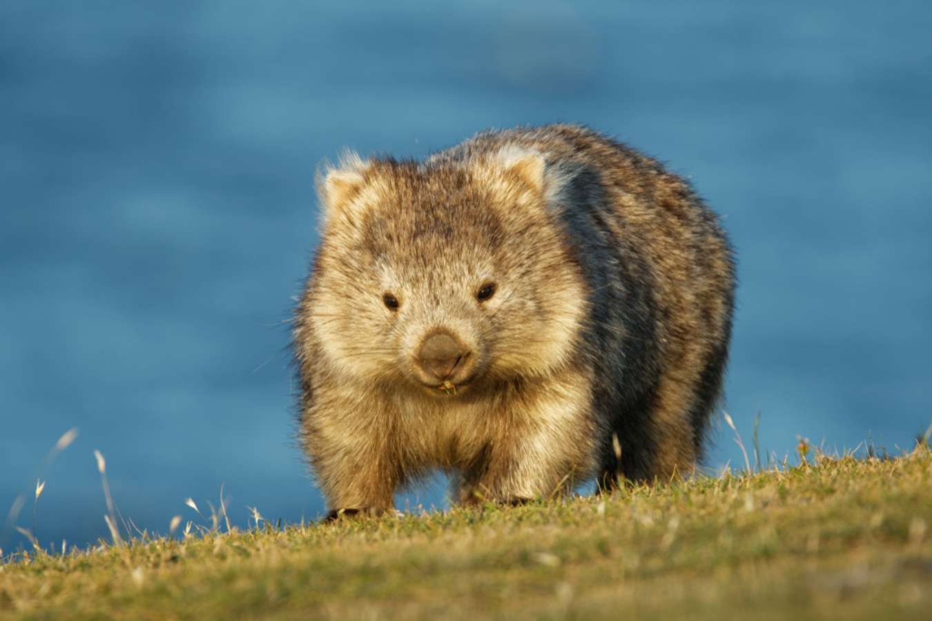 Wombat Hewan Khas Australia