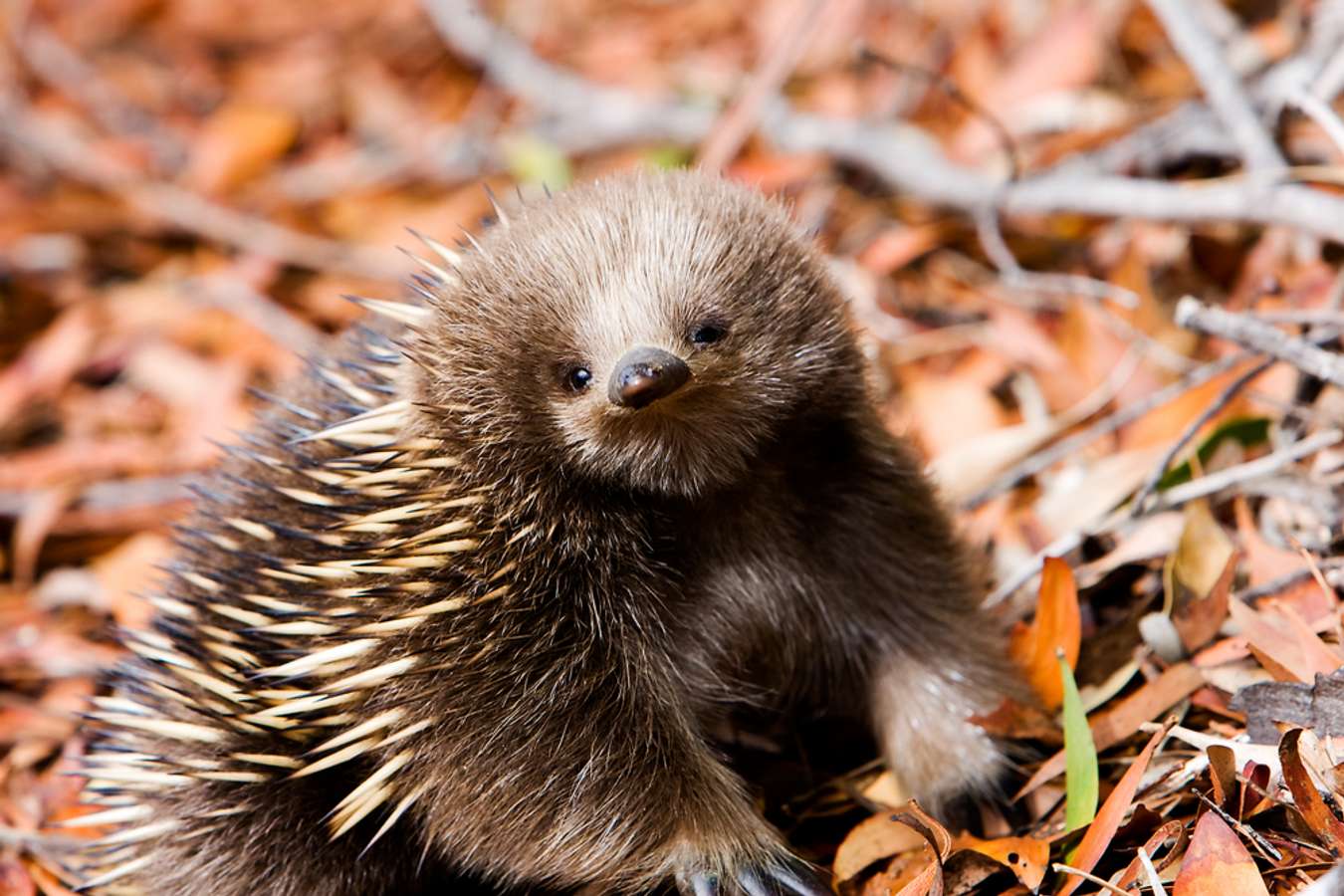 Echidna Hewan Khas Australia