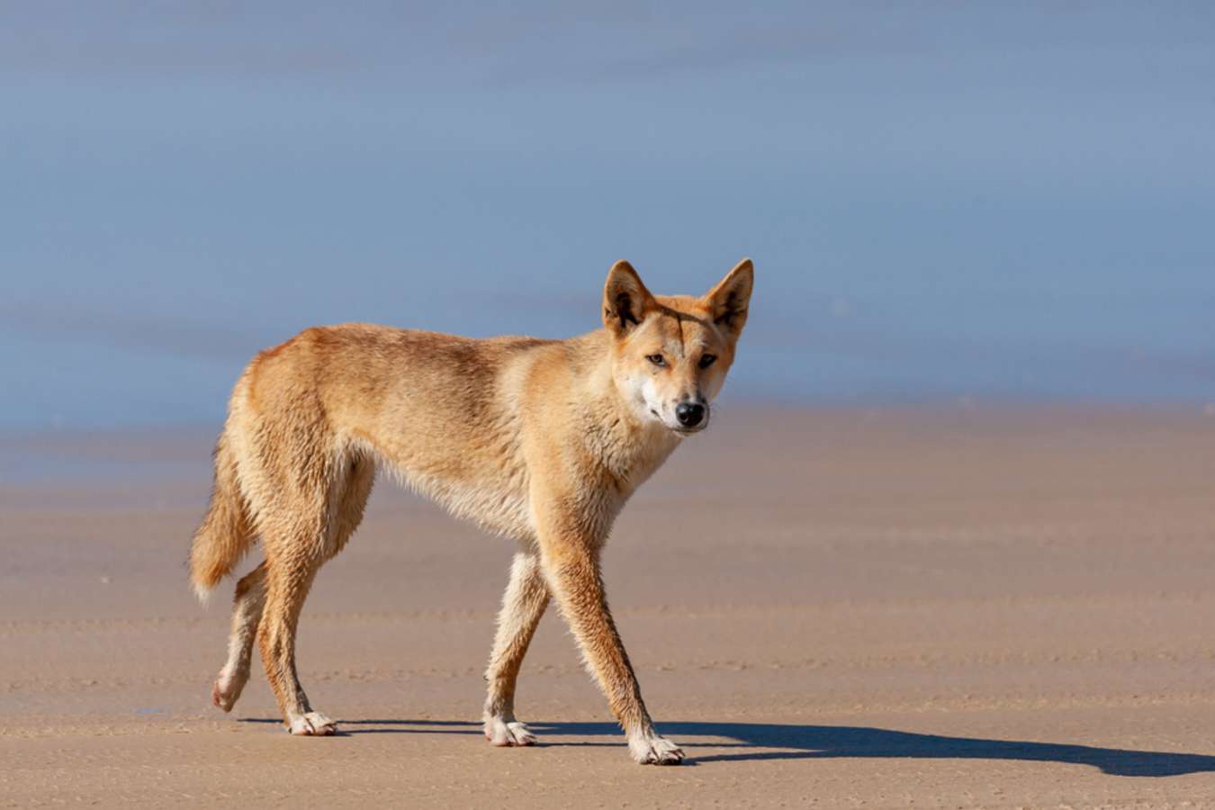 Dingo