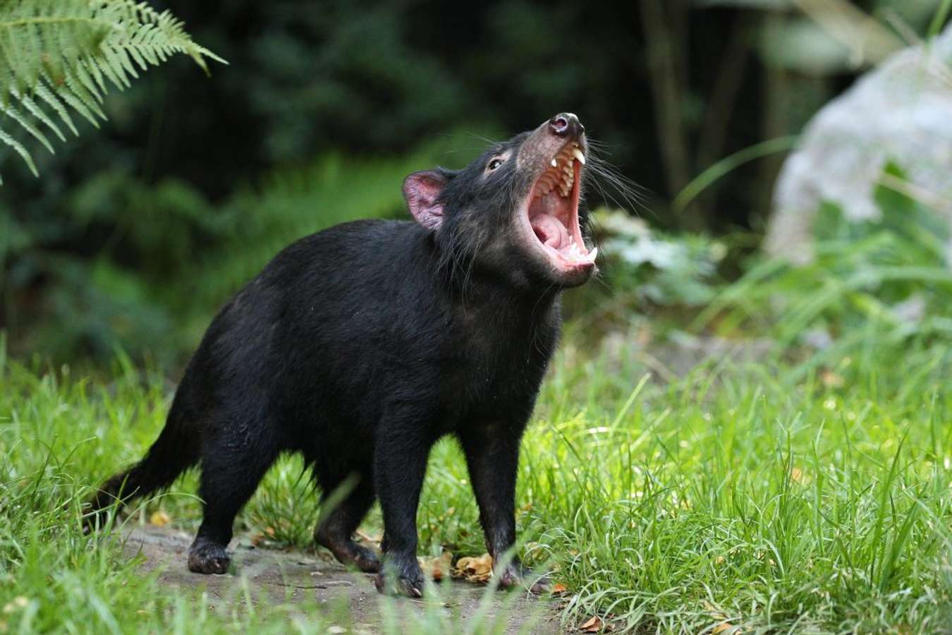 Tasmanian Devil Hewan khas Australia