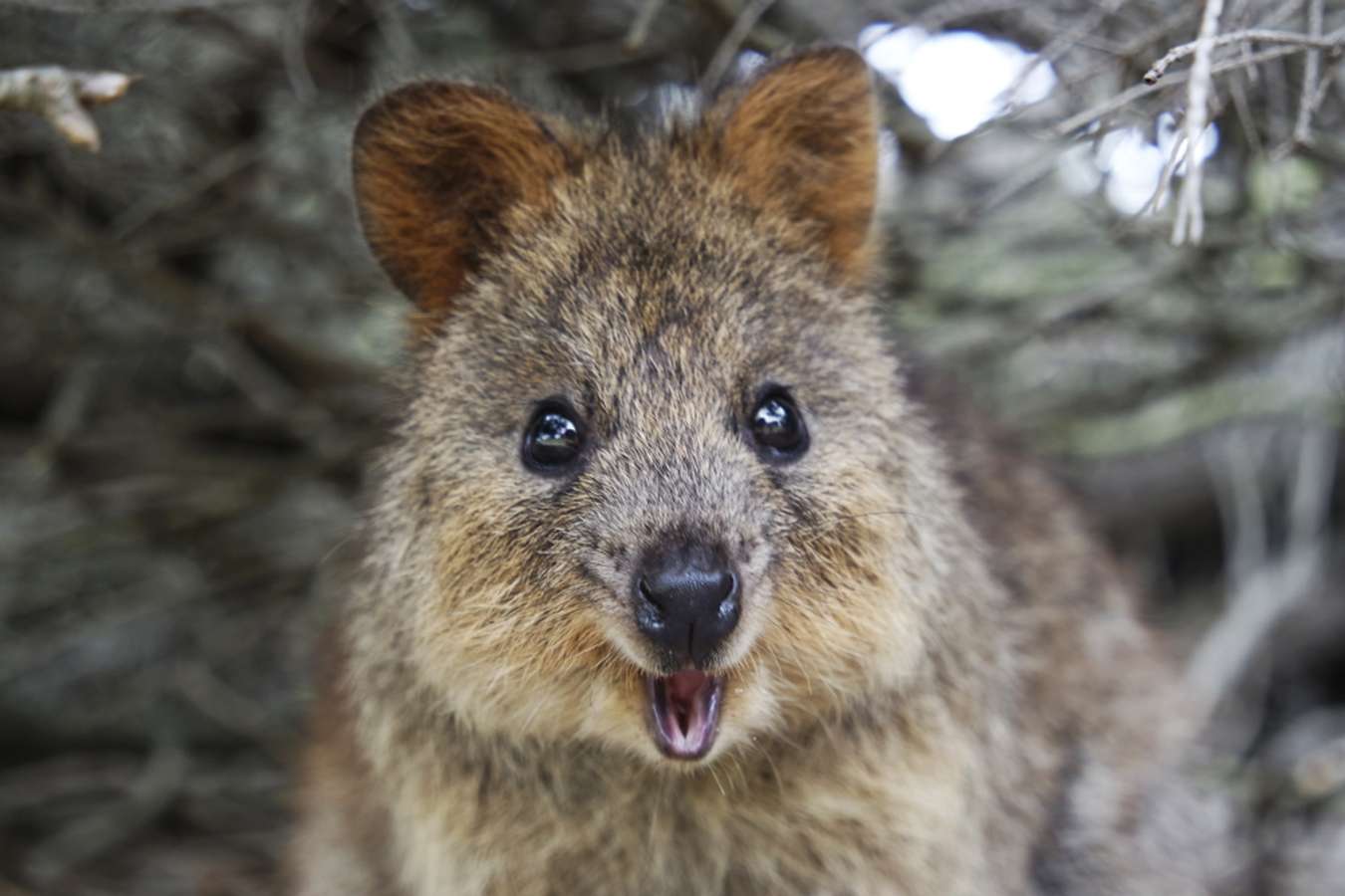 Quokka