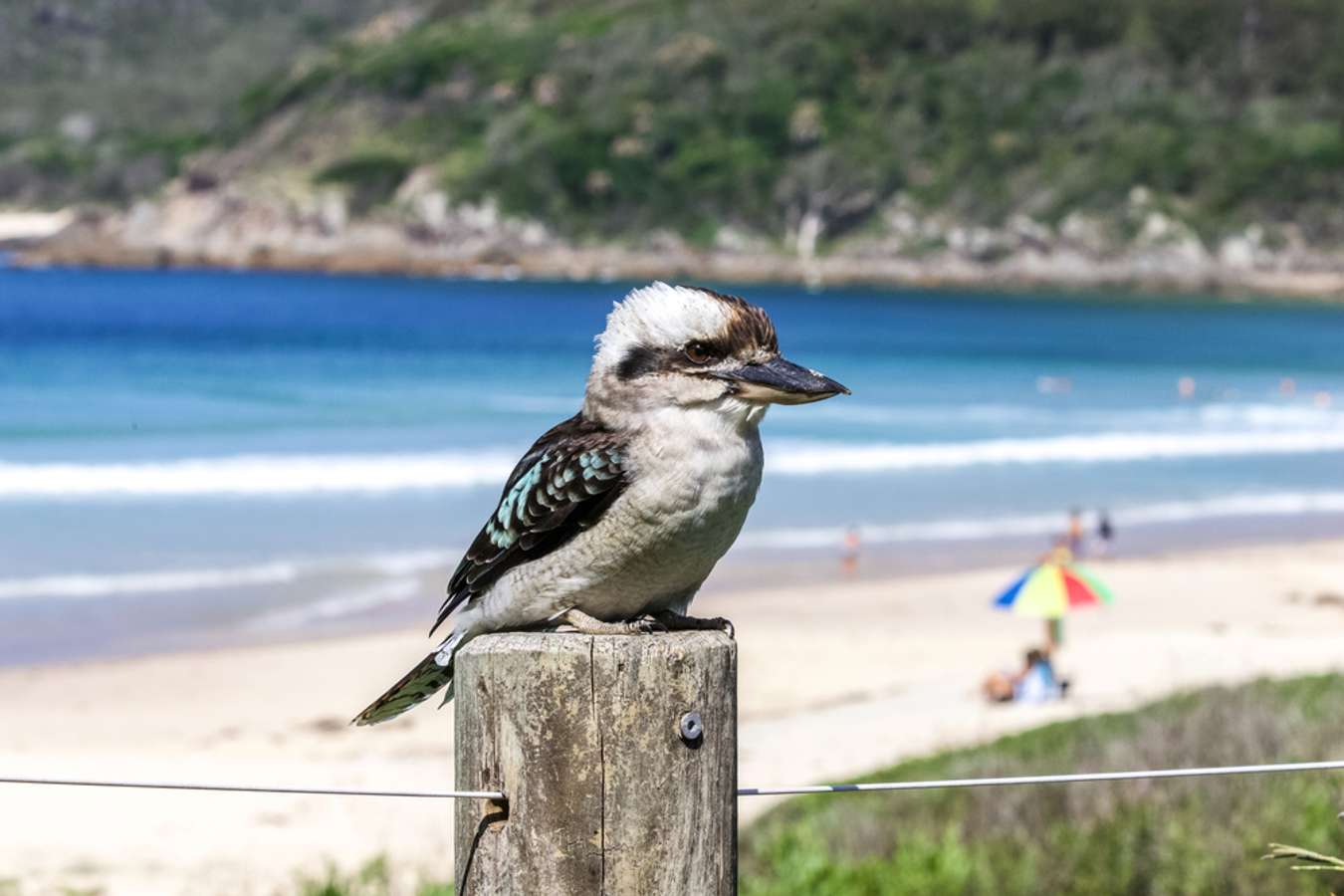 Kookaburra