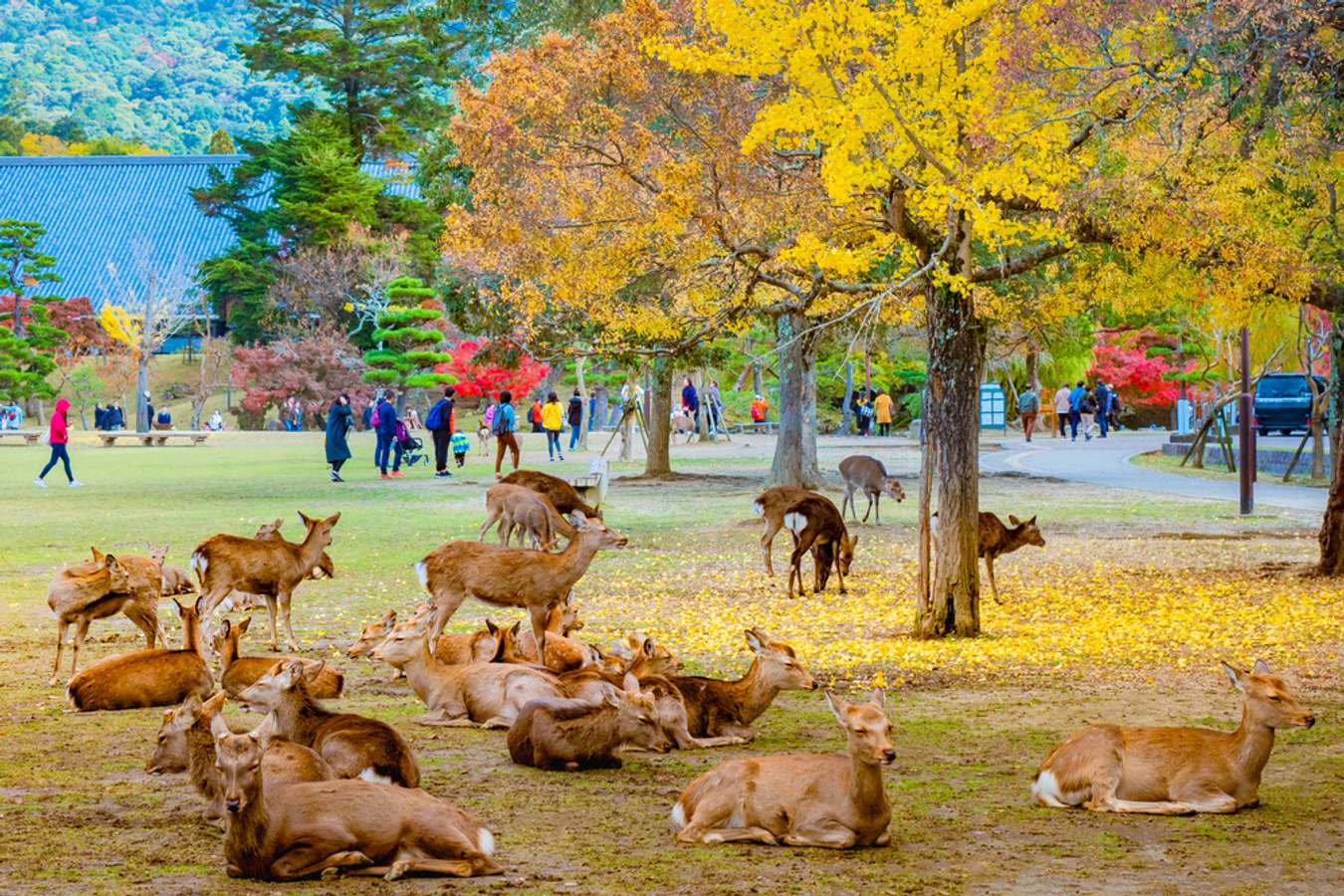 Nara Park Jepang