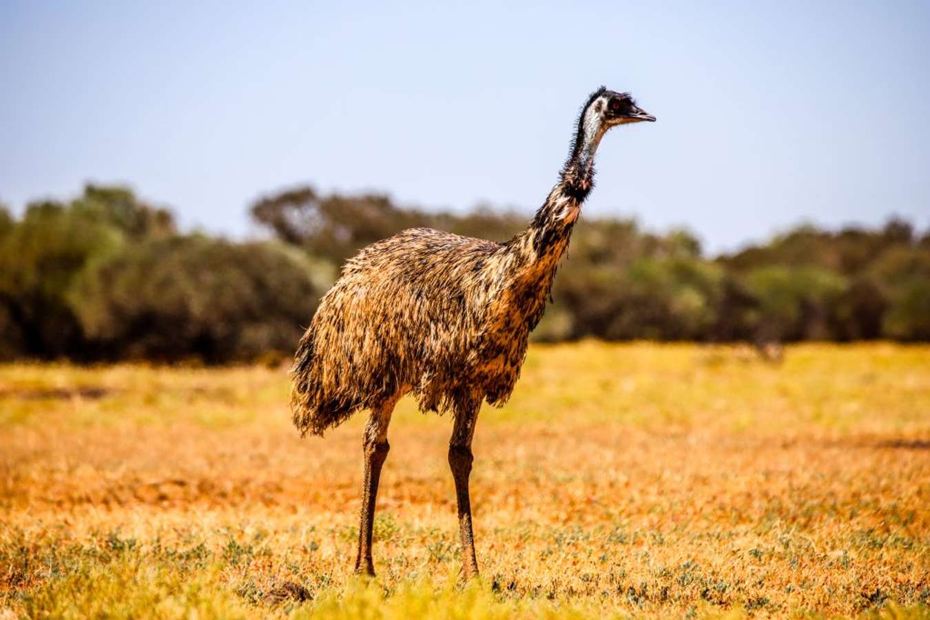 Burung Emu Hewan Khas Australia