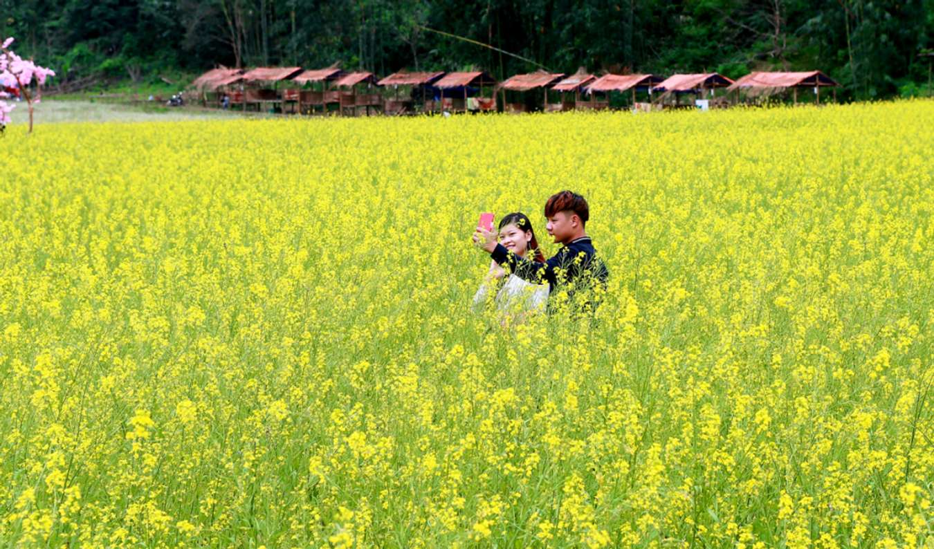 Thung lũng Bắc Sơn mùa hoa cải nở rộ 