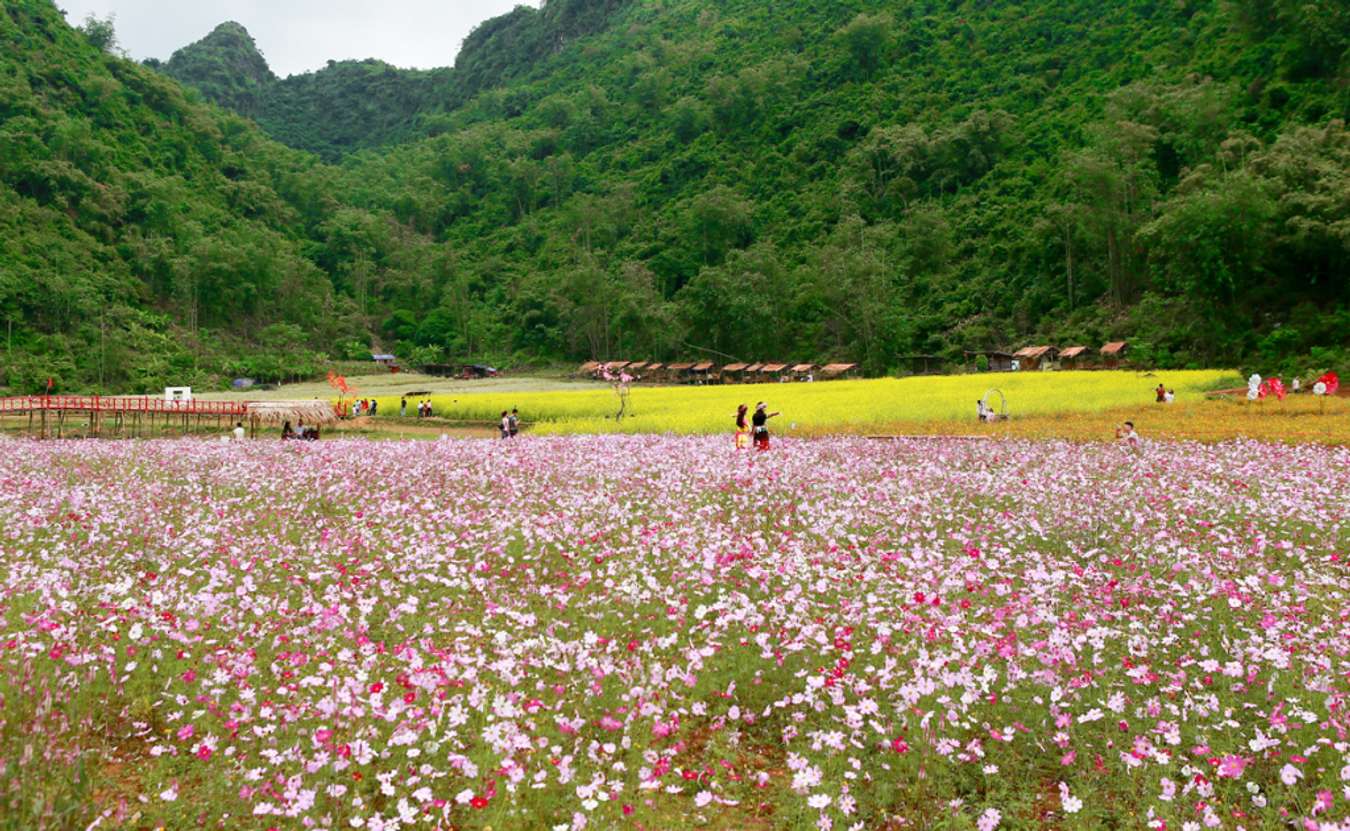 Thung lũng ngập tràn màu sắc hoa 