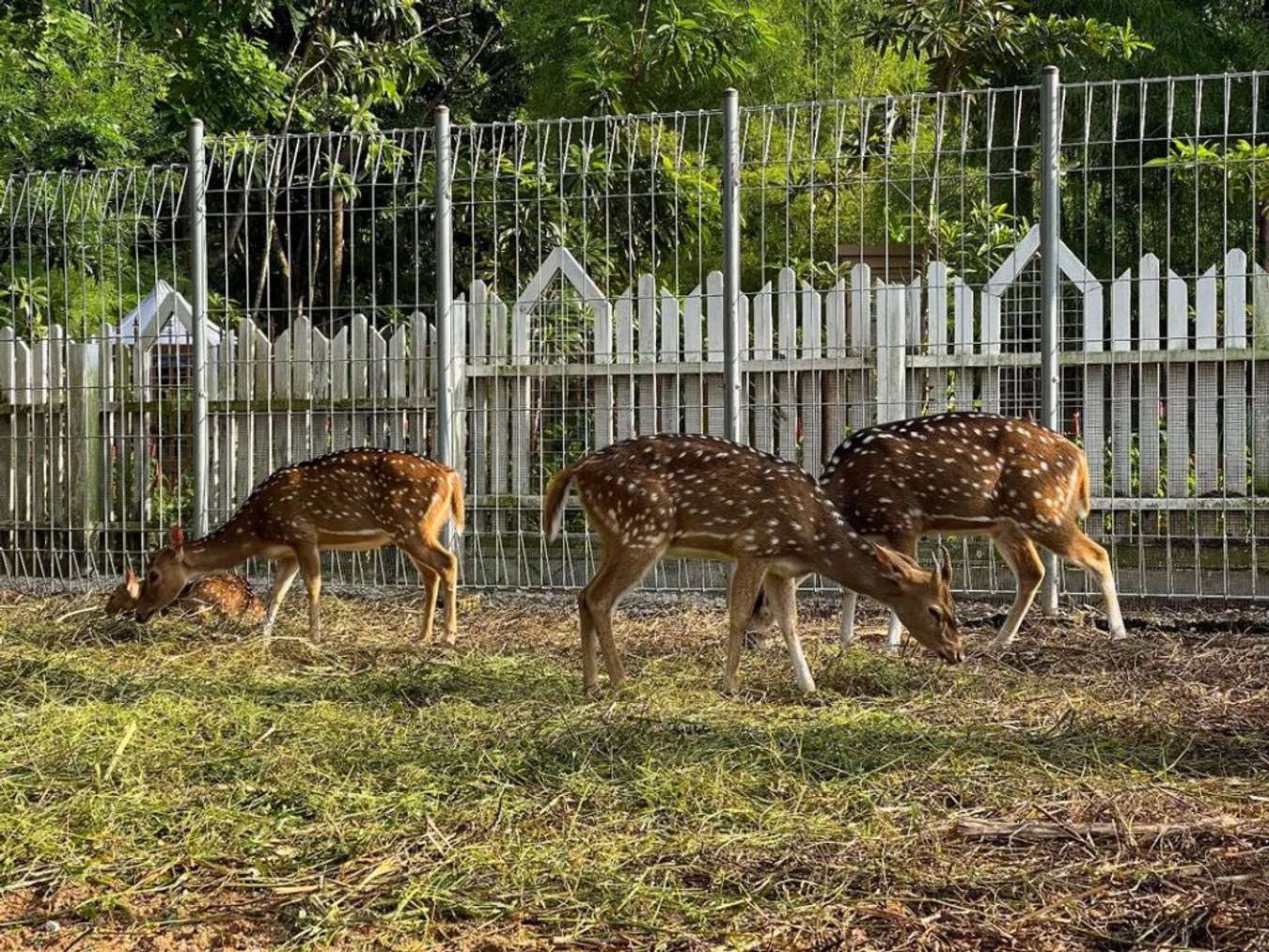 Panbil Nature Reserve - Things to do in Batam