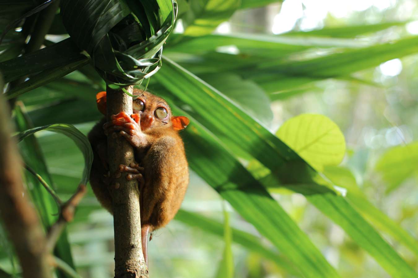 Bohol, Philippines - Best Place for Honeymoon