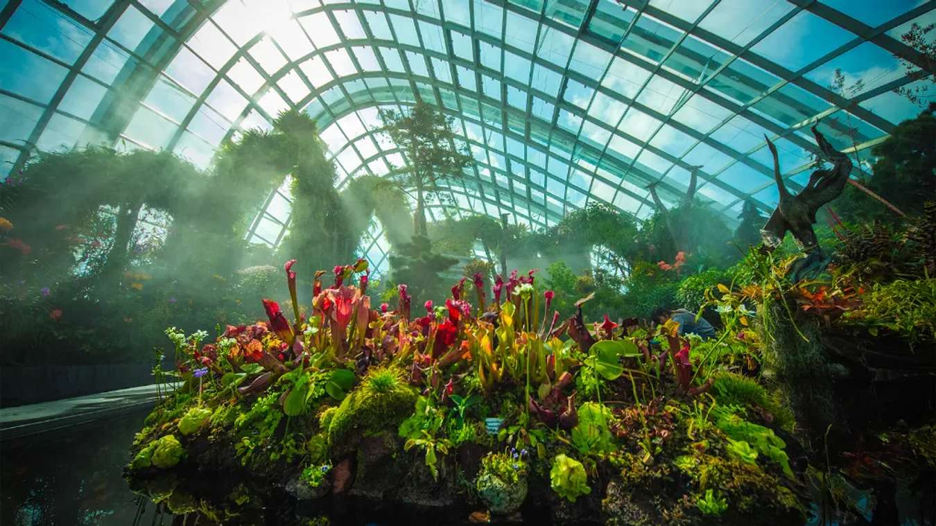 Rừng mây Cloud Forest 