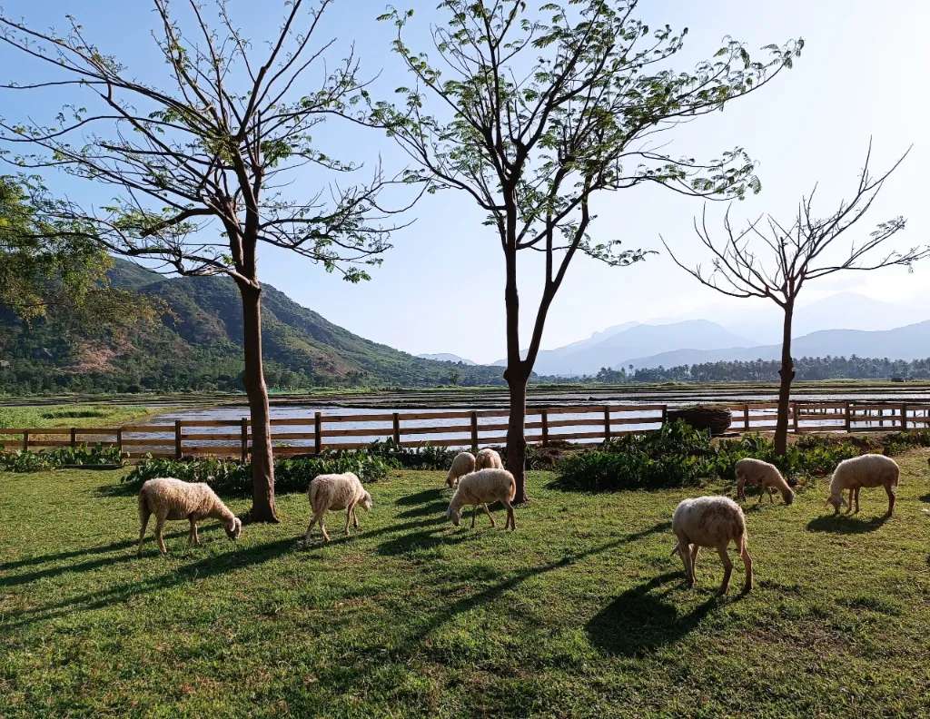 Buổi chiều yên bình ở đồng cừu Suối Tiên - Ninh Thuận