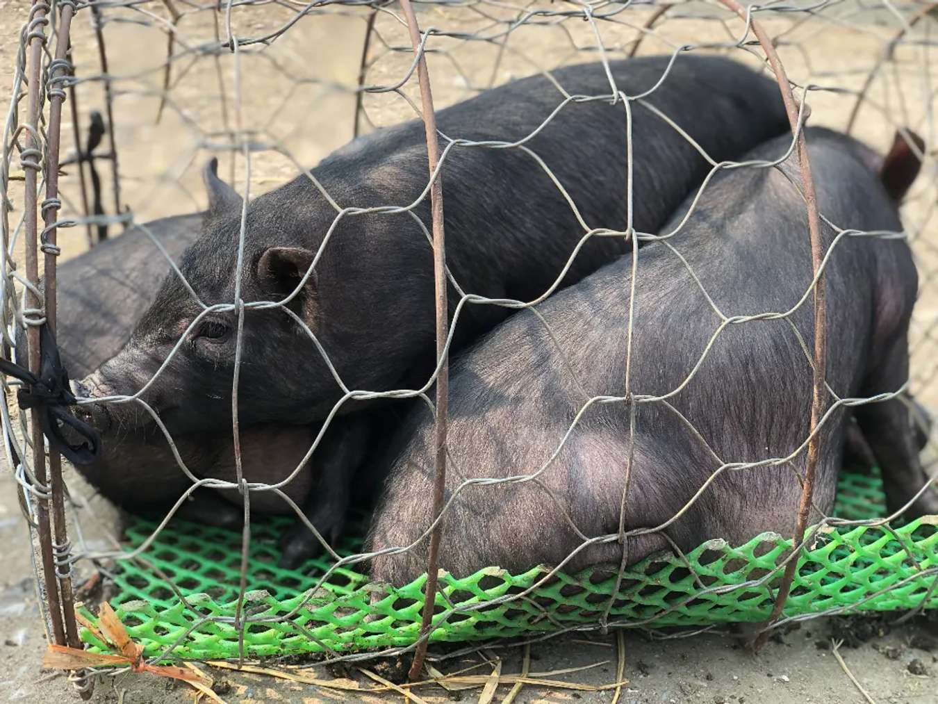 Waiting pig.