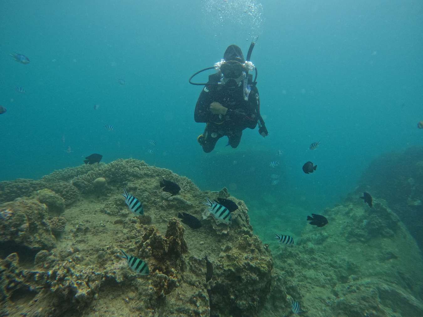 lặn ngắm san hô nha trang