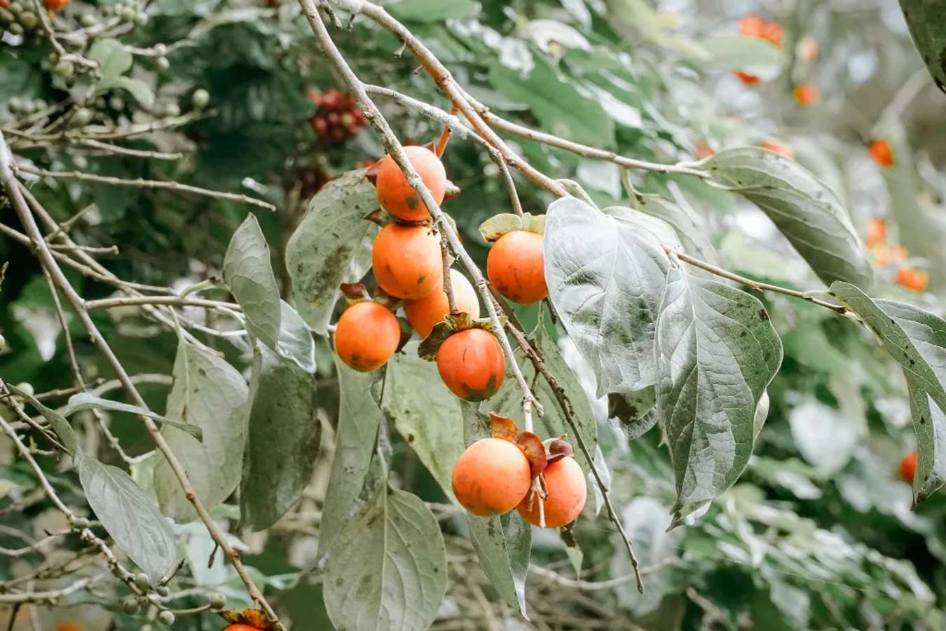 Khám phá vẻ đẹp Đà Lạt qua vườn hồng treo gió