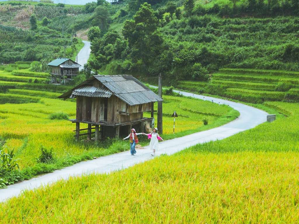 Bật mí những điểm ngắm mùa lúa chín Sapa siêu đẹp ít người biết