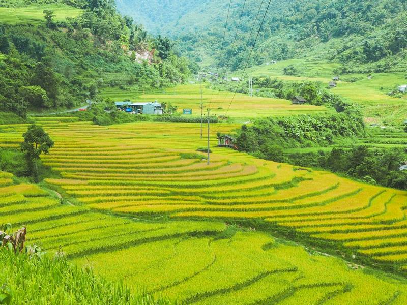 mùa lúa chín sapa