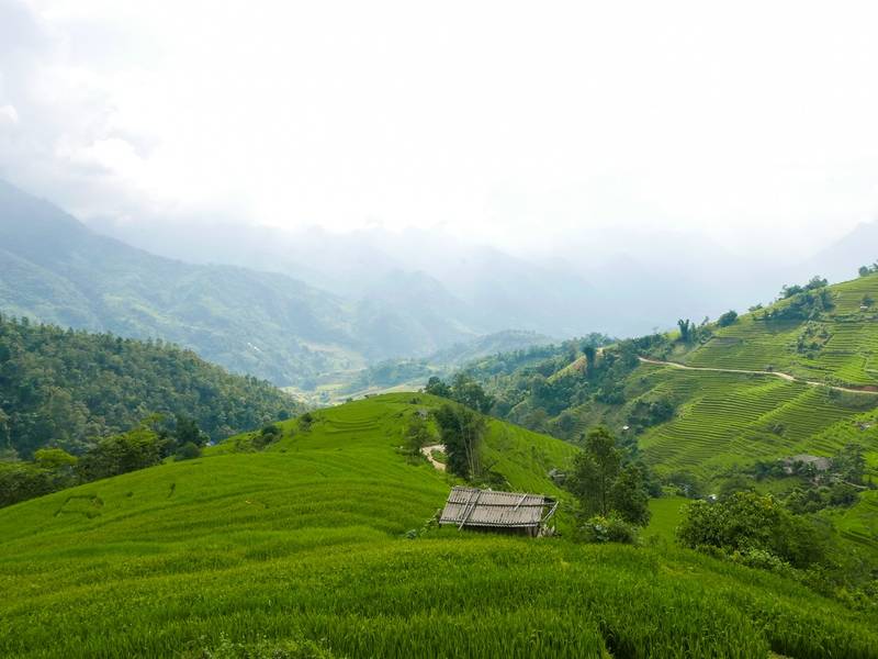 mùa lúa chín sapa