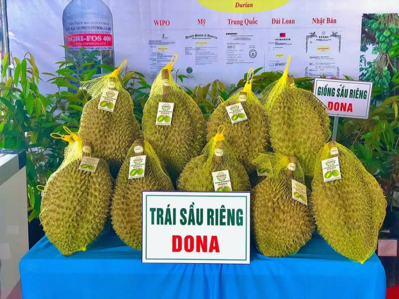 Những ai là tín đồ của sầu riêng thì nhất định phải ghé tới Tp.Long Khánh