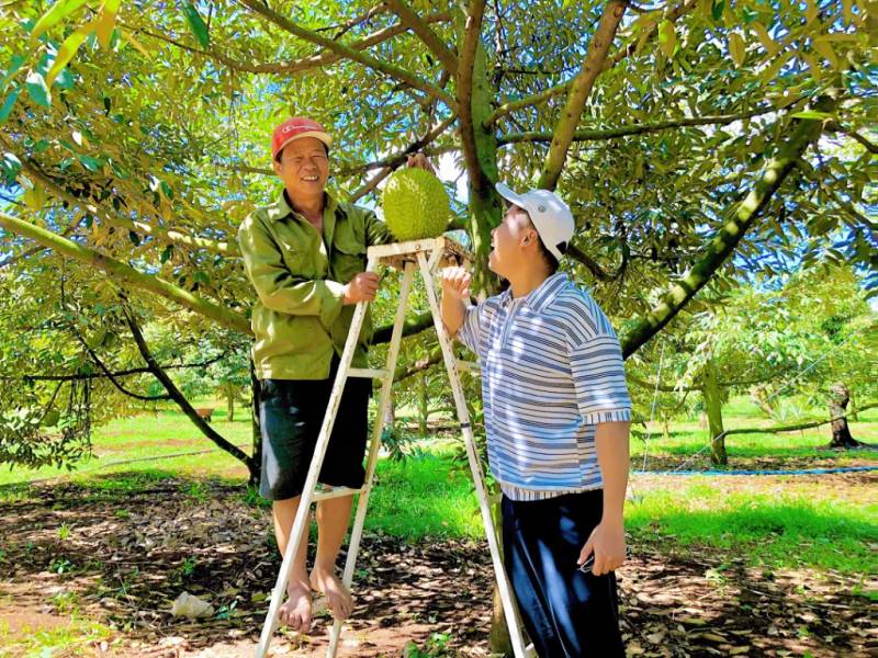 Được gia chủ nhà vườn tiếp đón nhiệt tình bằng sầu riêng chín cây