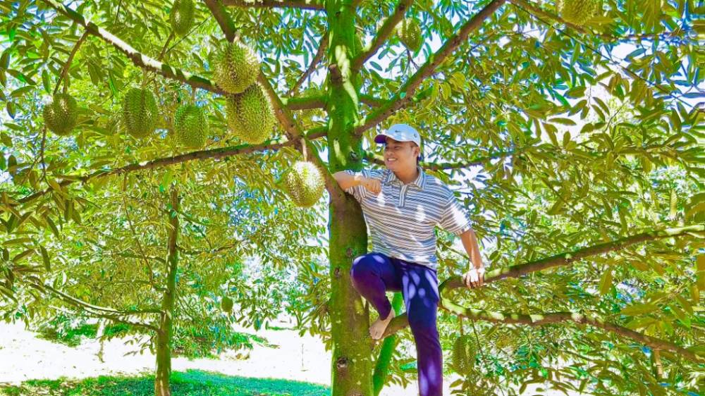 Đắm mình trong vườn trái cây ngập tràn nhiều loại trái cây khác nhau