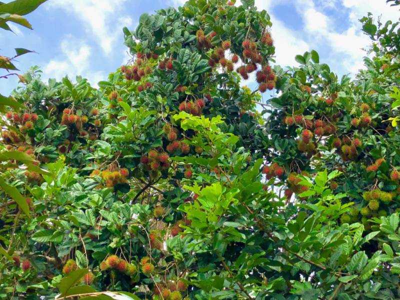 Đắm mình trong vườn trái cây ngập tràn nhiều loại trái cây khác nhau
