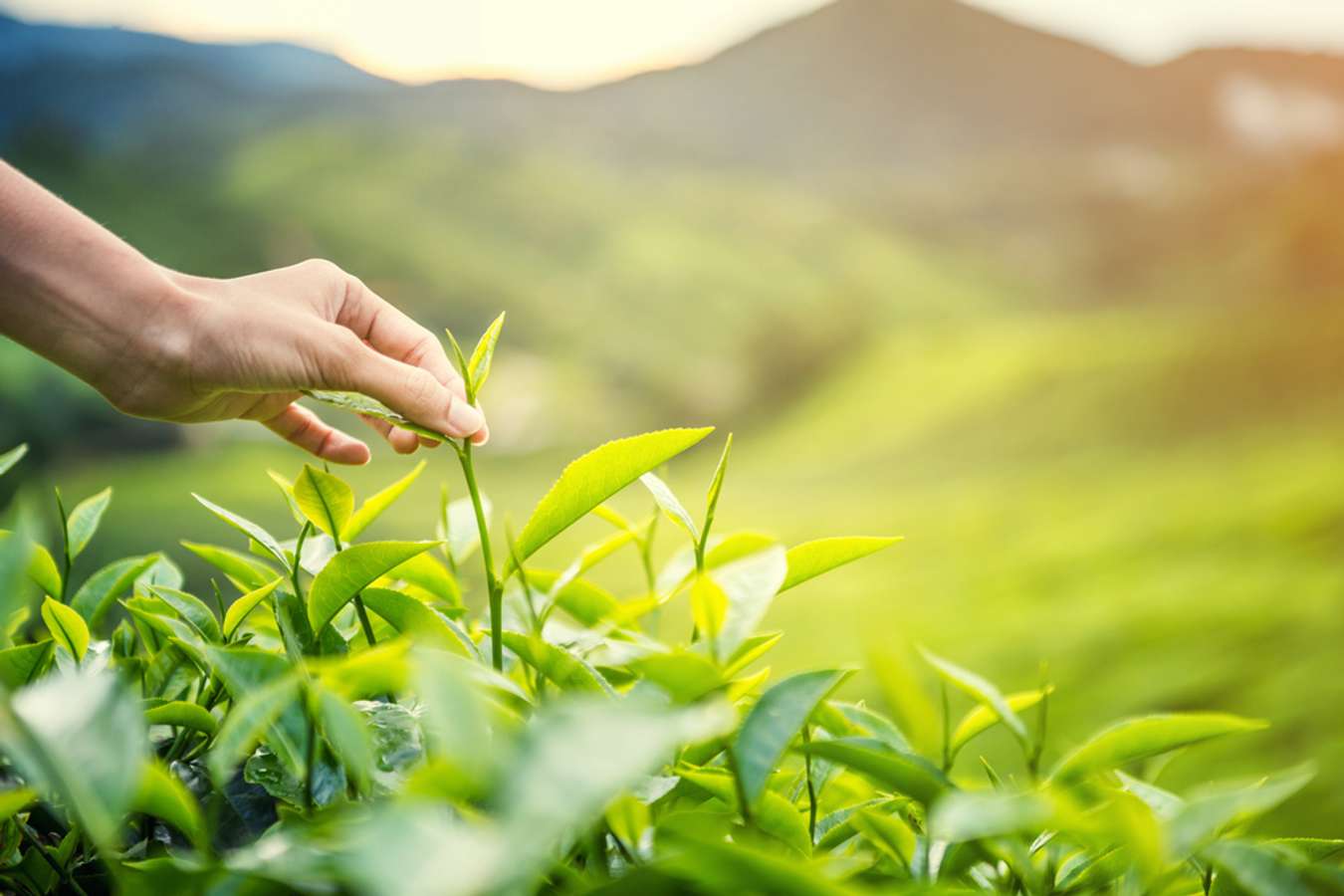 Tea Plantation - Things to do in Janda Baik