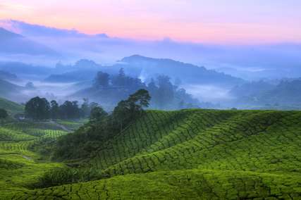7 Best Tea Plantations in Cameron Highlands to Visit in 2026, Traveloka Accomodation