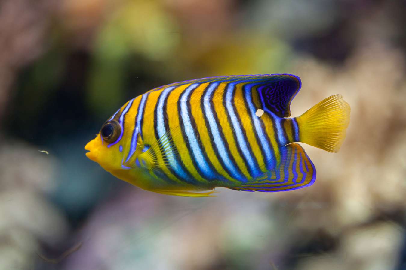 Regal Angelfish