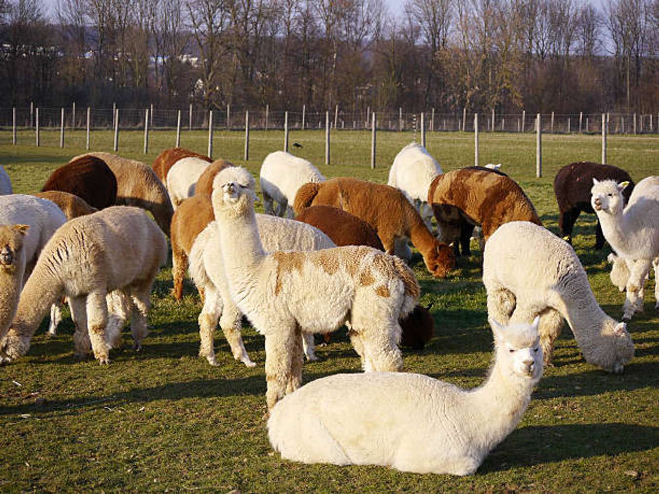 Công viên Alpaca World